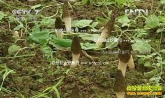 [�Ƽ�Է]��Ұ����������ֲ����Ǿ�