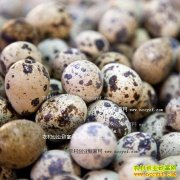 ���ȵ�����Ǯһ�2016��11��1�����ȵ��۸�����