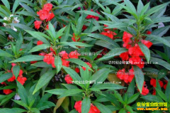 ����̫�͹��Ļ���ֲ��ҩ�ļ�����Ķ������2000��Ԫ