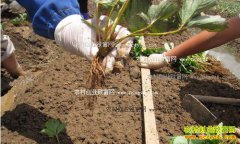 ���������Ժ��ݮ�ĳɻ��ʣ�