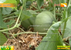 �¸��ð�����������ɳ����ֲ���ܹ�һĶ׬����