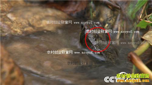 Ϊ������ ��ɽѰ��