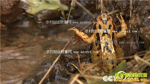 Ϊ������ ��ɽѰ��