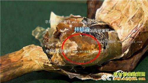 Ϊ������ ��ɽѰ��