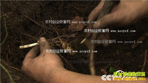 Ϊ������ ��ɽѰ��