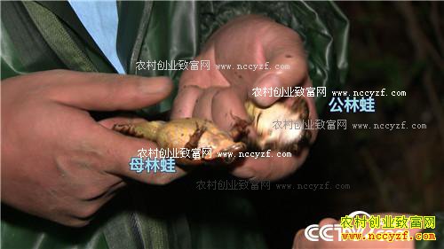 Ϊ������ ��ɽѰ��