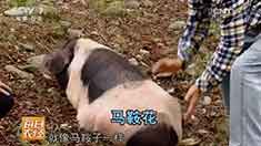 [ÿ��ũ��]��ֳ���ϻ���׬Ǯ ���ϻ�����������