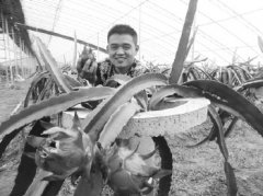 ɽ��������ѧ�ɴ�����ֲ������ĶЧ���5��Ԫ