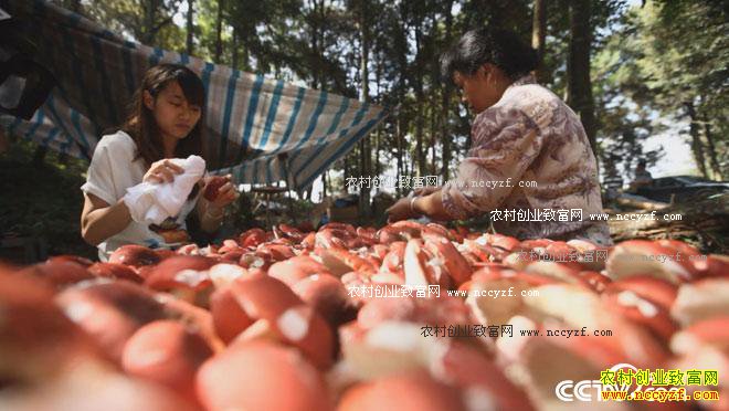  [��ɫʱ��]������ֲ�๽Ķ��3000��