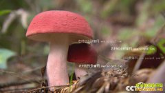 [��ɫʱ��]�Ĵ��˱�������ֲ�๽Ķ��3000��