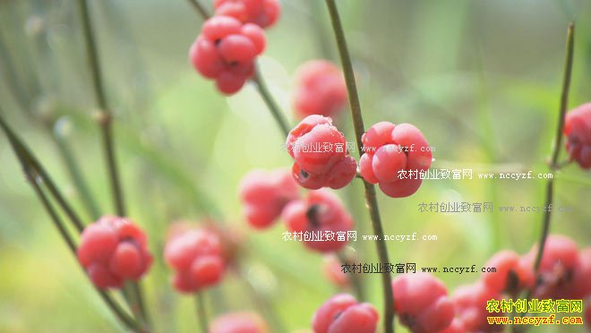 ��ɳ�¸������С���ơ�