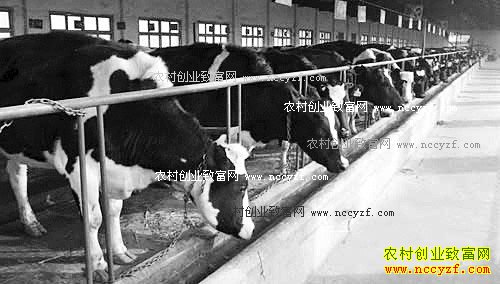 ������������ţ������