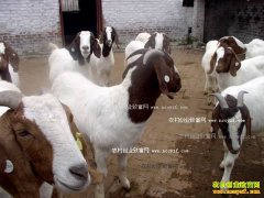 2016����۸�����Ԥ�⣺���ӭ������ ������������