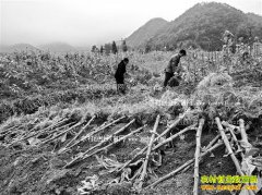 ����ᶼ��ά����ֲ20Ķ��Ҷ��׬4��Ԫ