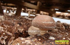 ����������ͨ�����������㹽��ũ���¸�����Ŀ