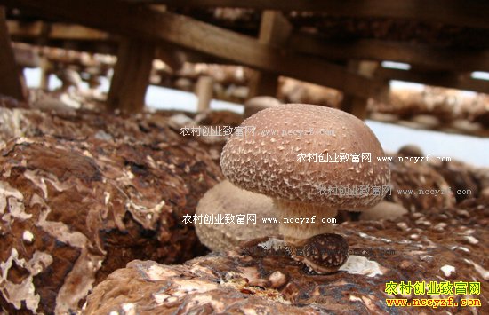 ����������ͨ�����������㹽��ũ���¸�����Ŀ