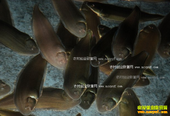 [ÿ��ũ��]��ֳ��Ŀ�����㡱��Ŀ����Ч��