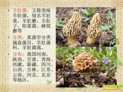 ������������ũ���˹�������Ǿ���ɹ�