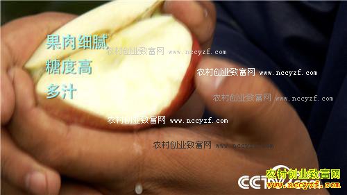 �����ط���ƻ�� ��ζ���������