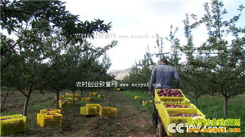 �����ط���ƻ�� ��ζ���������