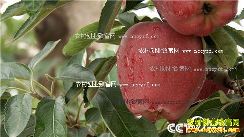 �����ط���ƻ�� ��ζ���������