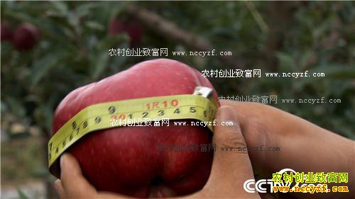 �����ط���ƻ�� ��ζ���������