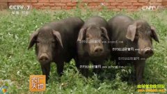 [ũ�����]��������������ֳ�ɰ����г�����