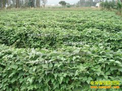 ����ǭ������Ҷ������������Ч���