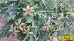 ��������������ֲ����ĵ��Ķ����4000��Ԫ