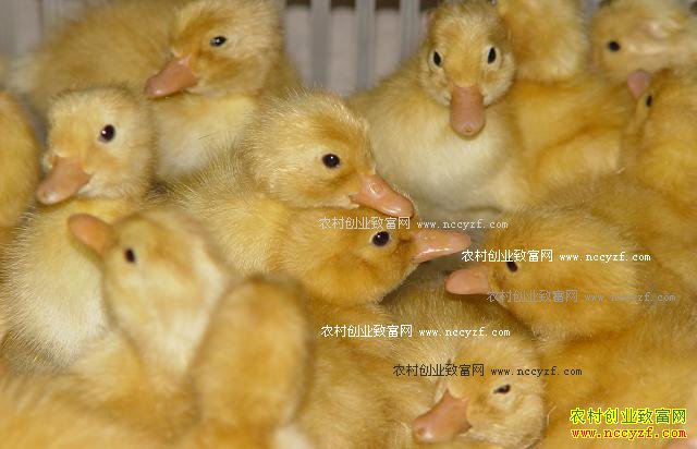 2016��11��10��ȫ��Ѽ��ëѼ�۸�����