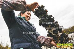 ���������űؽ���ֲ��ľ��������5���Ԫ