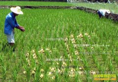 [ÿ��ũ��]Ѽ������æ ���������������