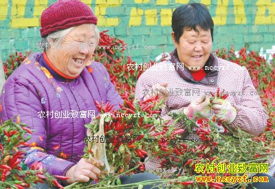 �������ų���ֲ���콷��ũ���¸�����Ŀ