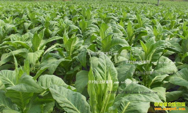 ������ƽ����Ҷ�߲����������