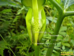 �ӱ����ݴ�Ⱦׯ����ֲ�����������ÿĶ����2��Ԫ