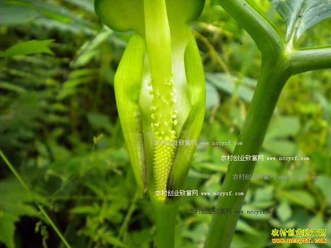 �ӱ����ݴ�Ⱦׯ����ֲ�����������ÿĶ����2��Ԫ