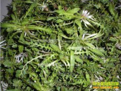 �ӱ�����������ֲҰ����Ǯ��Ч���