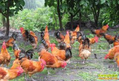 ɽ�����������ֳ�л����Ӽ�����������100����Ԫ