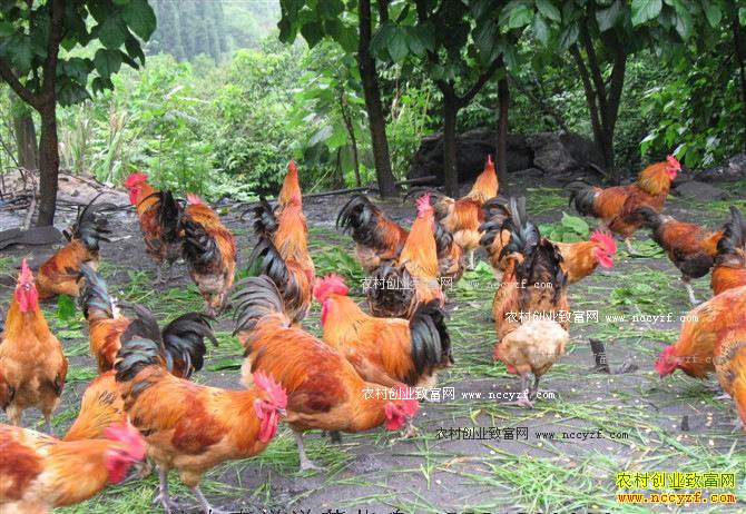 ɽ�����������ֳ�л����Ӽ�ʵ����������100����Ԫ