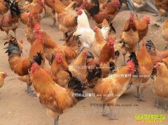 ����潭��Ӣ��ֳ������ҵ�¸���