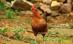 ��������������������������������ҵ�¸�