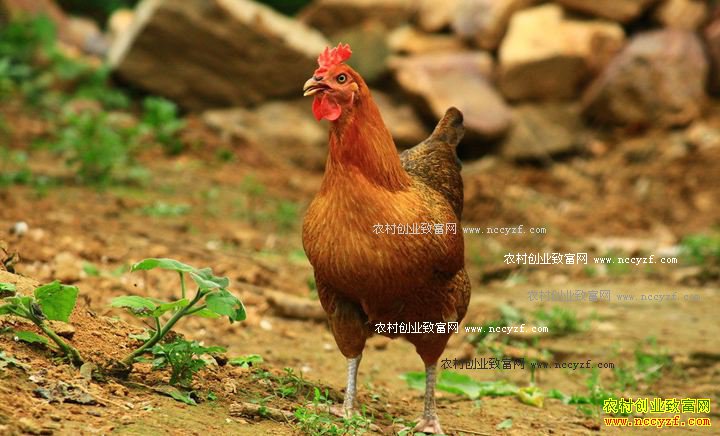 ������������������������������ҵ�¸�