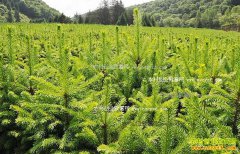 2017����ľ�۸�����Ԥ�⣺��ľ�г������»�������