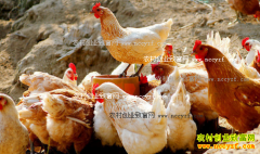 2016��11��ë���۸����飺ë����������۸�����ߵ�