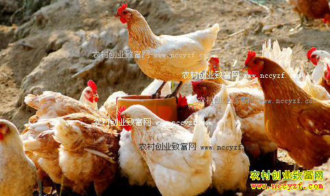 2016��11��ë���۸����飺ë����������۸�����ߵ�