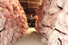 ɽ�����ȣ��عϽѲش�ʱ����Ч���