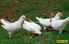 ɽ���������ܻ�����������Ӵ�ҵ�¸�