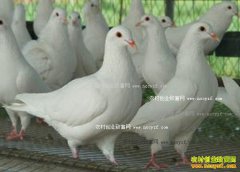 ɽ��۩�ǳ������ĸ�����ֳ�¸���