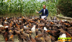 ���ݴӽ��أ���ֳС�㼦��ũ�񷢼��¸�����Ŀ