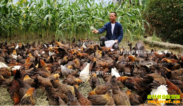 ���ݴӽ��أ���ֳС�㼦��ũ�񷢼��¸�����Ŀ